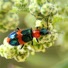 Dicranolaius sp. (genus) (Unidentified melyrid beetle) at Campbell, ACT - 28 Nov 2024 by Hejor1