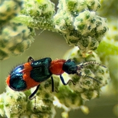 Dicranolaius sp. (genus) at Campbell, ACT - 28 Nov 2024