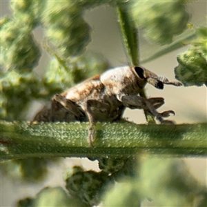 Lixus mastersii (Weevil) at Campbell, ACT by Hejor1