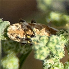 Lixus mastersii at Campbell, ACT - 28 Nov 2024 03:14 PM