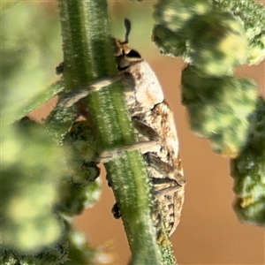 Lixus mastersii at Campbell, ACT - 28 Nov 2024 03:14 PM