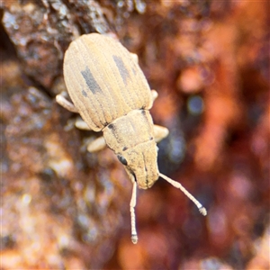 Eurymetopus birabeni (Weevil) at Campbell, ACT by Hejor1