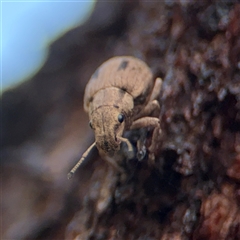 Eurymetopus birabeni at Campbell, ACT - 28 Nov 2024