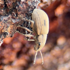 Eurymetopus birabeni at Campbell, ACT - 28 Nov 2024