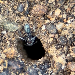 Iridomyrmex sp. (genus) at Campbell, ACT - 28 Nov 2024