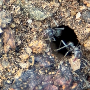 Iridomyrmex sp. (genus) at Campbell, ACT - 28 Nov 2024