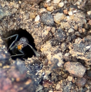 Iridomyrmex sp. (genus) at Campbell, ACT - 28 Nov 2024