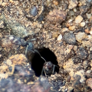 Iridomyrmex sp. (genus) at Campbell, ACT - 28 Nov 2024 03:17 PM