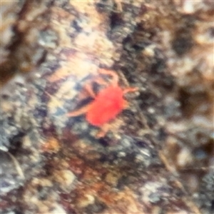 Trombidiidae (family) (Red velvet mite) at Campbell, ACT by Hejor1