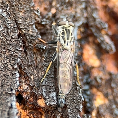 Cerdistus sp. (genus) (Slender Robber Fly) at Campbell, ACT - 28 Nov 2024 by Hejor1