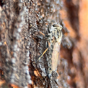 Cerdistus sp. (genus) at Campbell, ACT - 28 Nov 2024