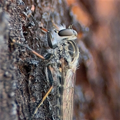 Cerdistus sp. (genus) at Campbell, ACT - 28 Nov 2024