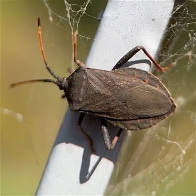 Amorbus sp. (genus) (Eucalyptus Tip bug) at Campbell, ACT - 28 Nov 2024 by Hejor1