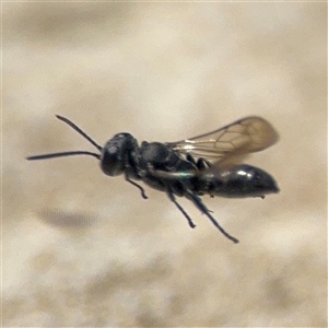 Crabronidae (family) at Campbell, ACT - 28 Nov 2024 03:25 PM