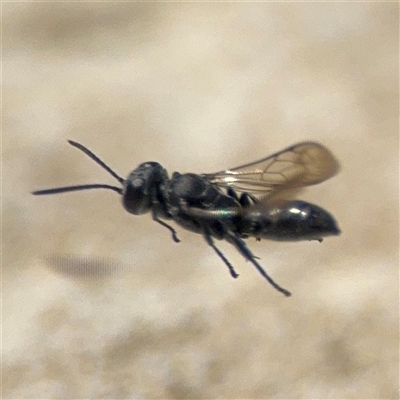 Crabronidae (family) (Sand wasp) at Campbell, ACT - 28 Nov 2024 by Hejor1