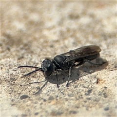 Crabronidae (family) at Campbell, ACT - 28 Nov 2024 03:25 PM