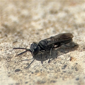 Crabronidae (family) at Campbell, ACT - 28 Nov 2024 03:25 PM