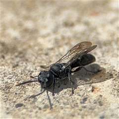 Crabronidae (family) at Campbell, ACT - 28 Nov 2024