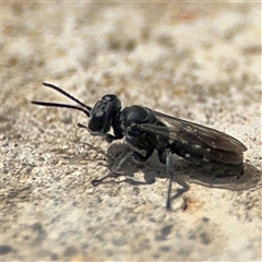 Crabronidae (family) at Campbell, ACT - 28 Nov 2024