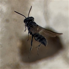 Crabronidae (family) at Campbell, ACT - 28 Nov 2024