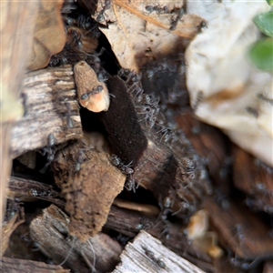 Iridomyrmex sp. (genus) at Campbell, ACT - 28 Nov 2024