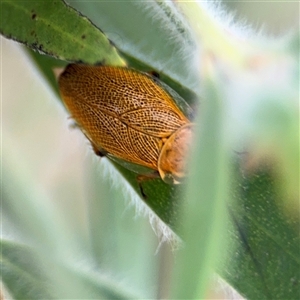 Ellipsidion humerale at Campbell, ACT - 28 Nov 2024