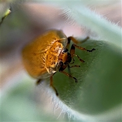 Ellipsidion humerale at Campbell, ACT - 28 Nov 2024