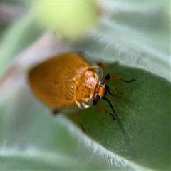 Ellipsidion humerale at Campbell, ACT - 28 Nov 2024