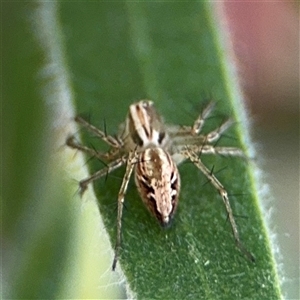 Oxyopes sp. (genus) at Campbell, ACT - 28 Nov 2024