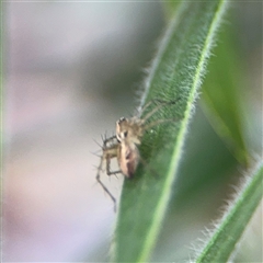 Oxyopes sp. (genus) at Campbell, ACT - 28 Nov 2024