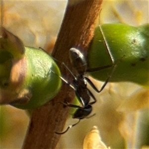 Iridomyrmex sp. (genus) (Ant) at Campbell, ACT by Hejor1