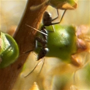 Iridomyrmex sp. (genus) at Campbell, ACT - 28 Nov 2024