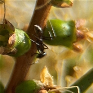 Iridomyrmex sp. (genus) at Campbell, ACT - 28 Nov 2024