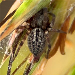 Badumna sp. (genus) at Campbell, ACT - 28 Nov 2024 03:36 PM