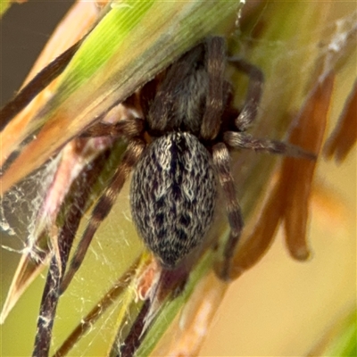 Badumna sp. (genus) (Lattice-web spider) at Campbell, ACT - 28 Nov 2024 by Hejor1