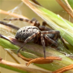 Badumna sp. (genus) at Campbell, ACT - 28 Nov 2024 03:36 PM