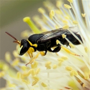 Hylaeus sp. (genus) at Campbell, ACT - 28 Nov 2024 03:38 PM