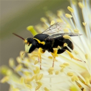 Hylaeus sp. (genus) at Campbell, ACT - 28 Nov 2024