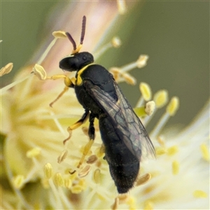 Hylaeus sp. (genus) at Campbell, ACT - 28 Nov 2024