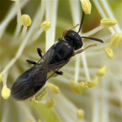 Hylaeus (Prosopisteron) sp. (genus & subgenus) (Masked Bee) at Campbell, ACT - 28 Nov 2024 by Hejor1