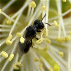 Hylaeus (Prosopisteron) sp. (genus & subgenus) at Campbell, ACT - 28 Nov 2024 03:41 PM