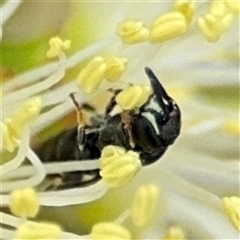 Hylaeus (Prosopisteron) aralis (A native hylaeine bee) at Campbell, ACT - 28 Nov 2024 by Hejor1