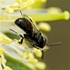 Hylaeus (Prosopisteron) aralis at Campbell, ACT - 28 Nov 2024 03:42 PM