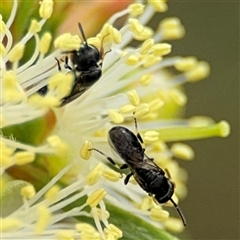 Hylaeus (Prosopisteron) aralis at Campbell, ACT - 28 Nov 2024 03:42 PM