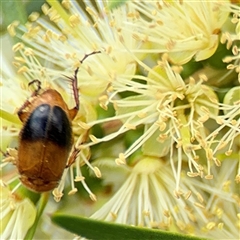 Phyllotocus macleayi (Nectar scarab) at Campbell, ACT - 28 Nov 2024 by Hejor1