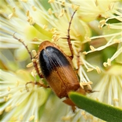 Phyllotocus macleayi at Campbell, ACT - 28 Nov 2024