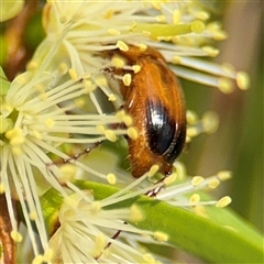 Phyllotocus macleayi at Campbell, ACT - 28 Nov 2024