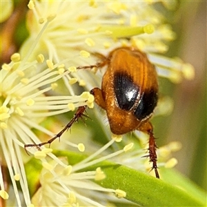 Phyllotocus macleayi at Campbell, ACT - 28 Nov 2024