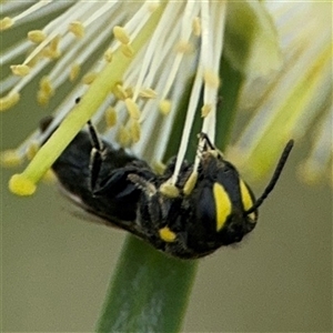 Hylaeus (Euprosopis) honestus at Campbell, ACT - 28 Nov 2024 03:50 PM