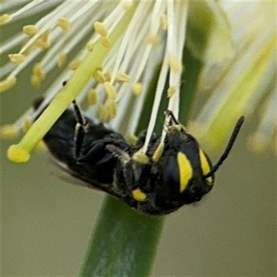 Hylaeus (Euprosopis) honestus (A hylaeine colletid bee) at Campbell, ACT - 28 Nov 2024 by Hejor1